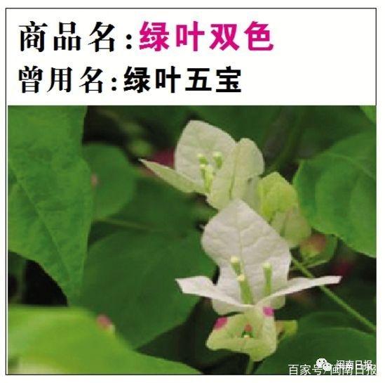 盆栽佛肚竹棵数：养护指南与棵数选择