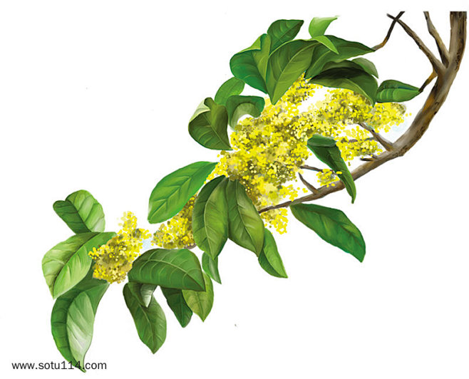 盆栽虎皮兰怎么养:养护指南与技巧