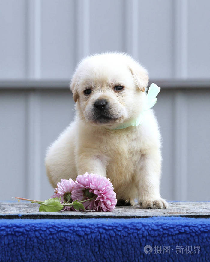 猫兄弟突然打架什么原因?揭秘宠物猫间的“战争”之谜